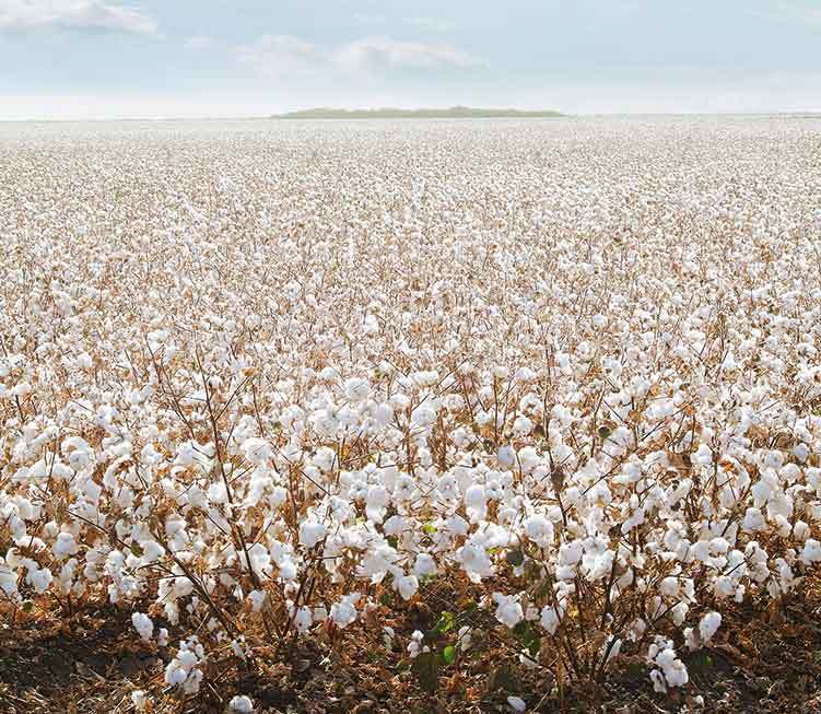Chất liệu cotton là gì và ứng dụng HOÀN HẢO vải cotton với cuộc sống
